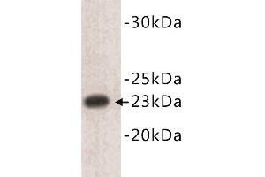 Western Blotting (WB) image for anti-CD3 epsilon (CD3E) (N-Term) antibody (ABIN1854857) (CD3 epsilon anticorps  (N-Term))