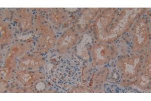 Detection of GYPA in Human Kidney Tissue using Polyclonal Antibody to Glycophorin A (GYPA) (CD235a/GYPA anticorps  (AA 20-91))