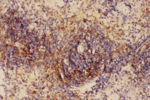 Anti-ICAM1 Picoband antibody,  IHC(P): Rat Spleen Tissue