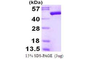 SDS-PAGE (SDS) image for Enolase 3 (Beta, Muscle) (ENO3) (AA 1-434) protein (His tag) (ABIN667969) (ENO3 Protein (AA 1-434) (His tag))