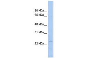 Image no. 1 for anti-N-Acetyltransferase 9 (NAT9) (N-Term) antibody (ABIN6743490) (NAT9 anticorps  (N-Term))