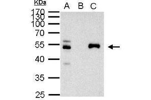 IP Image PAX8 antibody immunoprecipitates PAX8 protein in IP experiments. (PAX8 anticorps)
