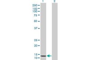 Western Blot analysis of COX6B2 expression in transfected 293T cell line by COX6B2 MaxPab polyclonal antibody.
