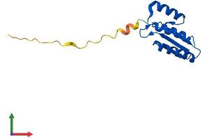 AlphaFold protein structure predicition of Human Recombinant PCBD2 Protein, UniprotID Q9H0N5