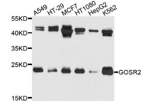 Western blot analysis of extracts of various cell lines, using GOSR2 antibody. (GOSR2 anticorps)