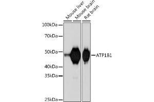 Western blot analysis of extracts of various cell lines, using B1 Rabbit mAb (ABIN7265772) at 1:1000 dilution. (ATP1B1 anticorps)
