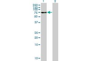 Western Blot analysis of OPTN expression in transfected 293T cell line by OPTN MaxPab polyclonal antibody.