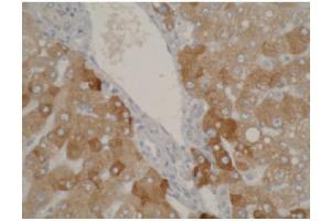 Staining using CYP2A6 antibody on normal human liver tissue at 1 µg/ml.