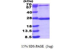 SDS-PAGE (SDS) image for Mitochondrial Ribosomal Protein L48 (MRPL48) (AA 29-212) protein (His tag) (ABIN5853912) (MRPL48 Protein (AA 29-212) (His tag))