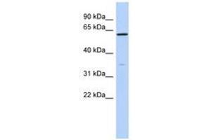 Image no. 1 for anti-Zinc Finger Protein 431 (ZNF431) (N-Term) antibody (ABIN6740627) (ZNF431 anticorps  (N-Term))