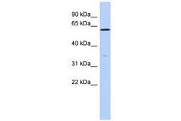 ZNF431 Antikörper  (N-Term)