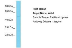 Image no. 1 for anti-WD Repeat and SOCS Box Containing 1 (WSB1) (AA 61-110) antibody (ABIN6750472) (WSB1 anticorps  (AA 61-110))