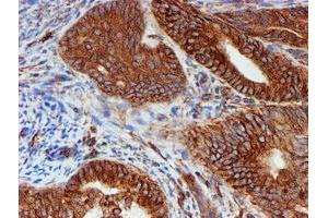 anti-Sec1 Family Domain Containing 1 (SCFD1) antibody