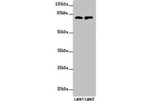 Western blot All lanes: RUFY2 antibody at 1. (RUFY2 anticorps  (AA 396-655))