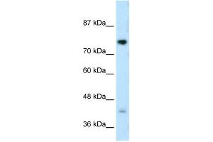 DCST1 antibody used at 0. (DCST1 anticorps  (C-Term))