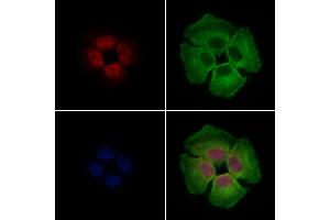 ABIN7094562 and ABIN7098611 staining Hela cells by IF/ICC. (CBX1 anticorps  (Internal Region))