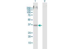 Western Blot analysis of MSI2 expression in transfected 293T cell line by MSI2 MaxPab polyclonal antibody.