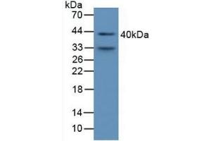Detection of a1M in Mouse Serum using Polyclonal Antibody to Alpha-1-Microglobulin (a1M) (AMBP anticorps  (AA 18-202))