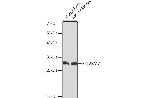 Western blot analysis of extracts of various cell lines, using SLC25 Rabbit pAb (ABIN7270433) at 1:1000 dilution. (SLC25A17 anticorps  (AA 150-250))