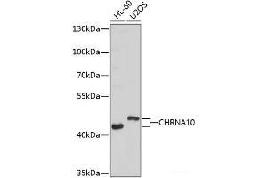 Western blot analysis of extracts of various cell lines using CHRNA10 Polyclonal Antibody at dilution of 1:1000. (CHRNA10 anticorps)