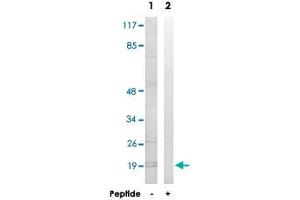 Western blot analysis of extracts from K-562 cells, using MRPL51 polyclonal antibody . (MRPL51 anticorps)