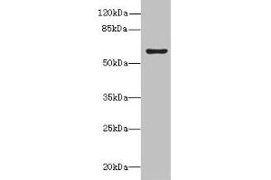 Western blot All lanes: KHDC4 antibody at 5 μg/mL + Mouse liver tissue Secondary Goat polyclonal to rabbit IgG at 1/10000 dilution Predicted band size: 65, 60, 41, 25 kDa Observed band size: 65 kDa (UPF0469 Protein KIAA0907 (KHDC4) (AA 1-241) anticorps)