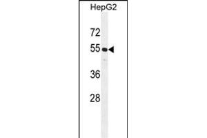 CCNJL Antibody (Center) (ABIN655254 and ABIN2844852) western blot analysis in HepG2 cell line lysates (35 μg/lane). (CCNJL anticorps  (AA 125-153))