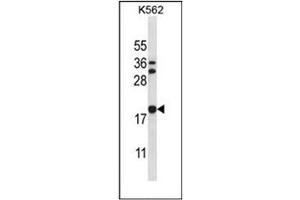 Western blot analysis of Stathmin-3 / STMN3 Antibody (C-term) in K562 cell line lysates (35ug/lane).