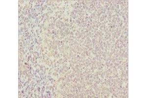 Immunohistochemistry of paraffin-embedded human tonsil tissue using ABIN7164772 at dilution of 1:100 (PSTPIP1 anticorps  (AA 157-416))