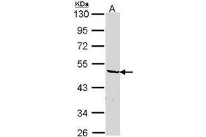 AP19043PU-N hnRNP-F antibody staining of HepG2 (A) whole cell lysate (30 µg) at 1/1000 dilution, 10% SDS PAGE. (HNRNPF anticorps  (N-Term))