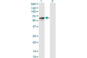 Western Blot analysis of TRIM26 expression in transfected 293T cell line by TRIM26 monoclonal antibody (M01), clone 1G3. (TRIM26 anticorps  (AA 146-240))