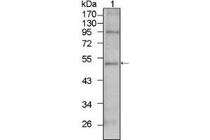 Western Blot showing TBX5 antibody used against HepG2 cell lysate (1). (T-Box 5 anticorps)
