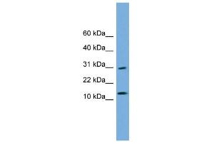 WB Suggested Anti-GOLGA7 Antibody Titration: 0. (Golgin A7 anticorps  (N-Term))
