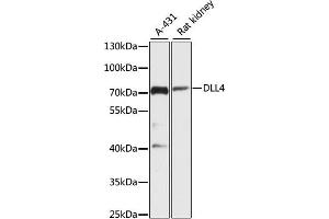Western blot analysis of extracts of various cell lines, using DLL4 antibody (ABIN6127753, ABIN6139662, ABIN6139663 and ABIN6216765) at 1:3000 dilution. (DLL4 anticorps  (AA 317-530))