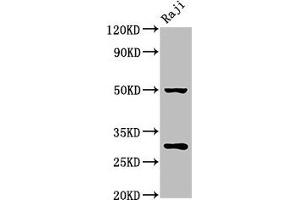 Western Blot Positive WB detected in: Raji whole cell lysate All lanes: PHB antibody at 4. (Prohibitin anticorps  (AA 1-272))
