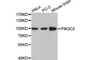 Western blot analysis of extracts of various cell lines, using PIK3C3 antibody (ABIN5972188).