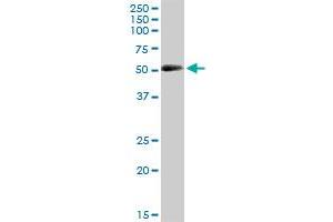CRLF3 MaxPab polyclonal antibody.