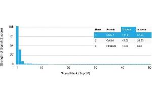 Analysis of Protein Array containing more than 19,000 full-length human proteins using DOG-1 Mouse Monoclonal Antibody (DG1/1484).