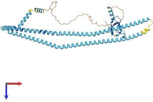 AlphaFold protein structure predicition of Human Recombinant RNF26 Protein, UniprotID Q9BY78