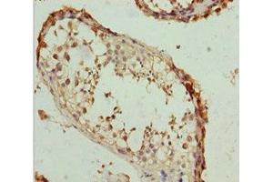 Immunohistochemistry of paraffin-embedded human testis tissue using ABIN7167018 at dilution of 1:100 (RACGAP1 anticorps  (AA 353-632))