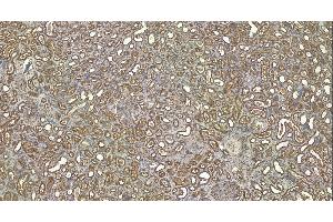 (ABIN185537) (6 μg/mL) staining of paraffin embedded Human Kidney.