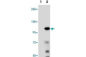 Western blot analysis of TCEB3 (arrow) using TCEB3 polyclonal antibody . (TCEB3 anticorps  (N-Term))