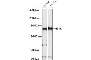 Western blot analysis of extracts of various cell lines, using IBTK antibody (ABIN7267871) at 1:1000 dilution. (IBTK anticorps  (AA 900-1200))