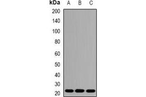 Western blot analysis of AES expression in A549 (A), Hela (B), mouse liver (C) whole cell lysates.