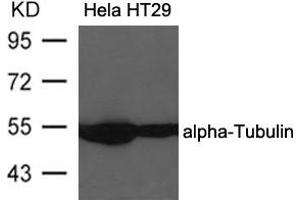 Western blot analysis of extracts from Hela and HT29 cells using alpha-Tubulin Antibody . (TUBA1B anticorps  (AA 437-441))