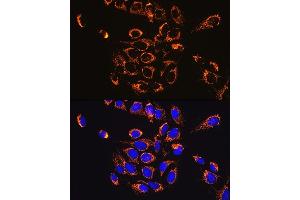Immunofluorescence analysis of U-2 OS cells using HSP60/HSPD1 Rabbit mAb (ABIN1680746, ABIN3015220, ABIN3015221 and ABIN7101321) at dilution of 1:100 (40x lens).