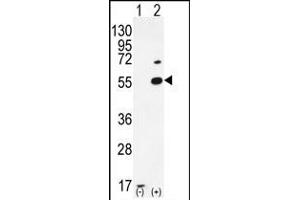 Western blot analysis of PRMT2 (arrow) using rabbit polyclonal PRMT2 Antibody (A37) (ABIN387836 and ABIN2843929). (PRMT2 anticorps  (N-Term))