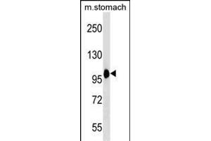 COPB2 Antibody (C-term) (ABIN1537612 and ABIN2850323) western blot analysis in mouse stomach tissue lysates (35 μg/lane).