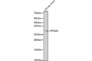 Western blot analysis of extracts of Mouse heart, using PTGDS antibody (ABIN6128311, ABIN6146397, ABIN6146398 and ABIN6219023) at 1:500 dilution. (PTGDS anticorps  (AA 23-190))