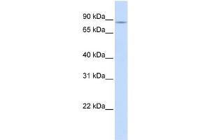 WB Suggested Anti-SLC26A3 Antibody Titration: 0.
